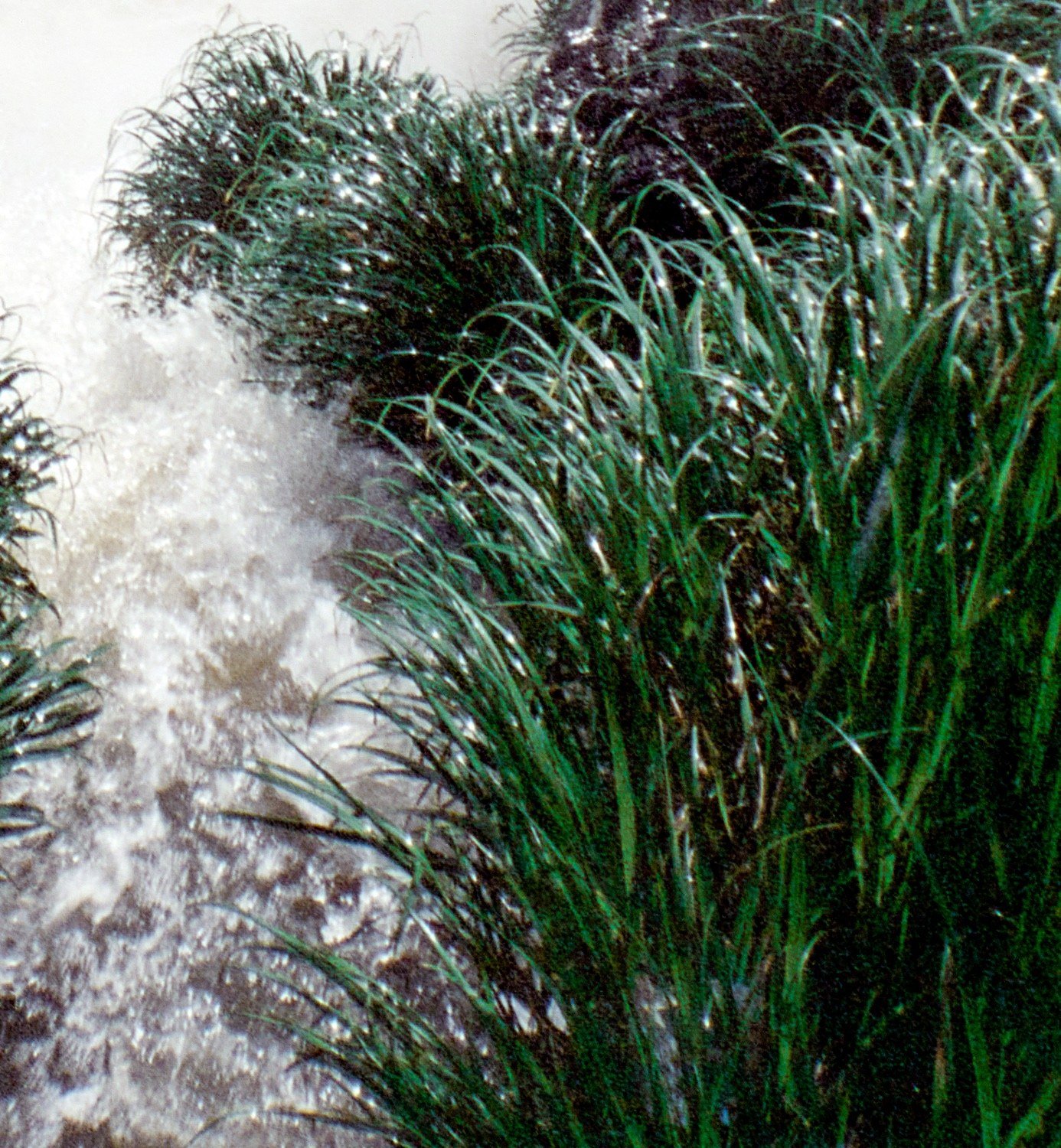 Agua Grande #07 — detalle 1
