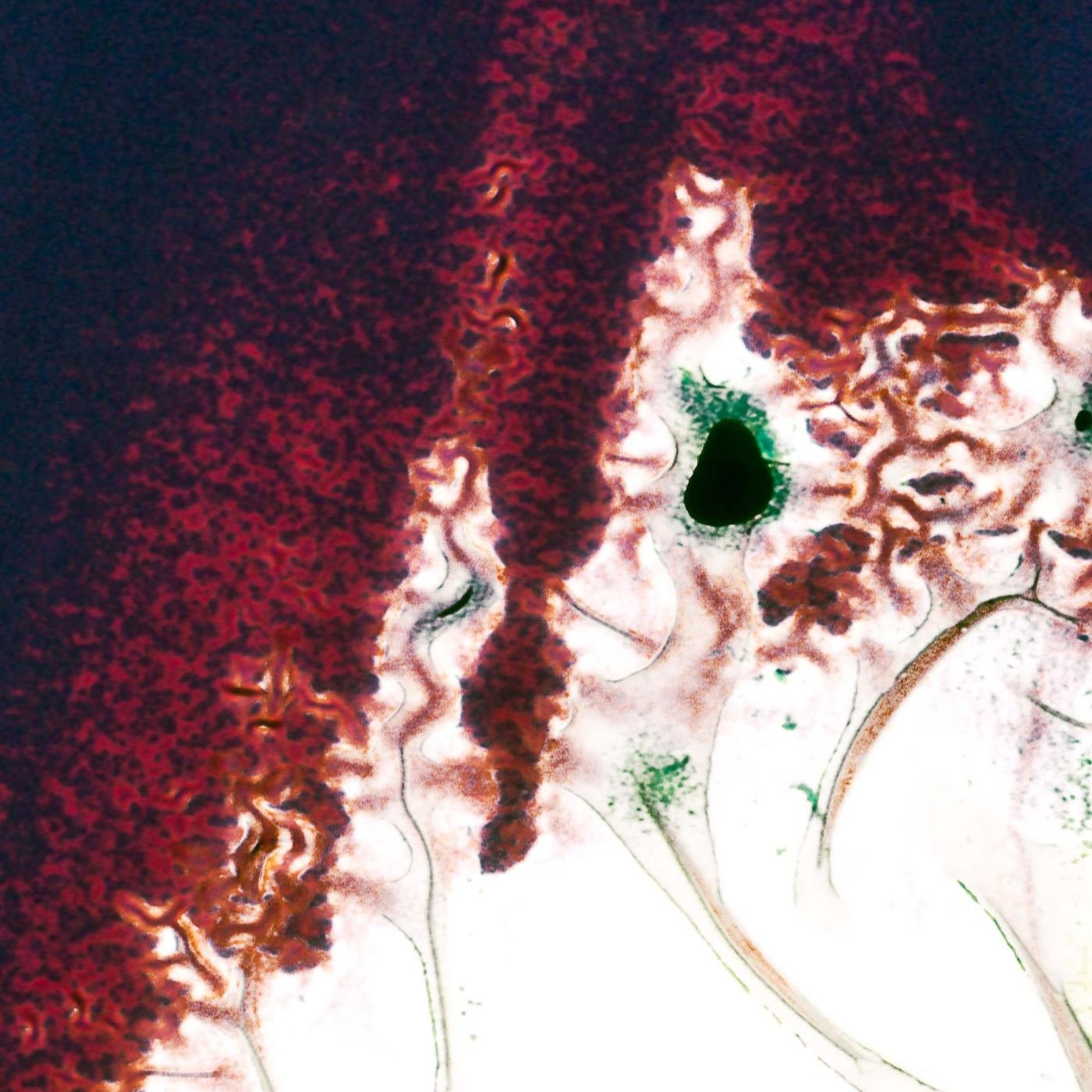 Fitz #08 — detalle